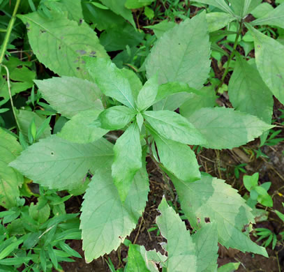 image of Verbesina alternifolia, Common Wingstem