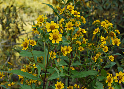 image of Bidens cernua, Nodding Bur-marigold, Nodding Beggarticks