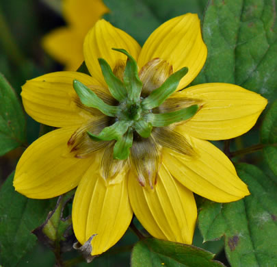 image of Bidens cernua, Nodding Bur-marigold, Nodding Beggarticks