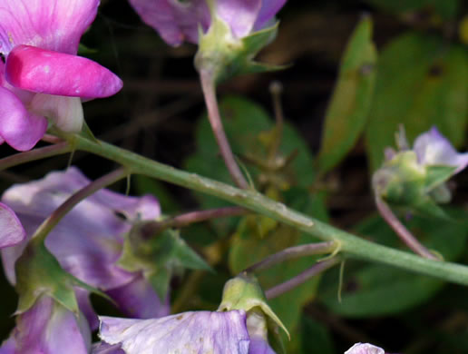 image of Lathyrus latifolius, Everlasting Pea, Perennial Sweet Pea