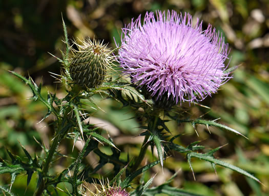 Cirsium discolor, Field Thistle