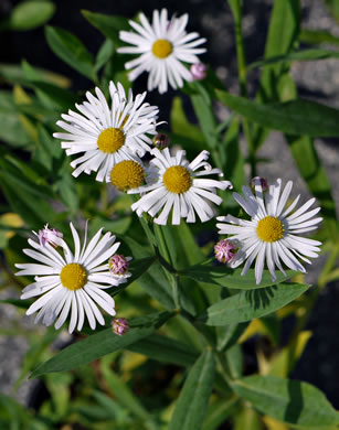 image of Boltonia asteroides var. glastifolia, Eastern Doll's-daisy, White Doll's-daisy, False Aster, Boltonia