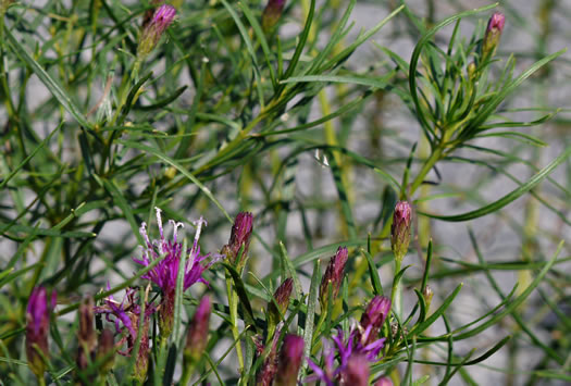 image of Vernonia lettermanii, Lettermann's Ironweed, Narrowleaf Ironweed