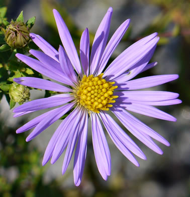 image of Symphyotrichum oblongifolium, Eastern Aromatic Aster, Shale-barren Aster