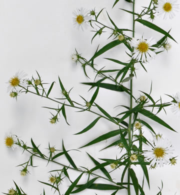 panicle