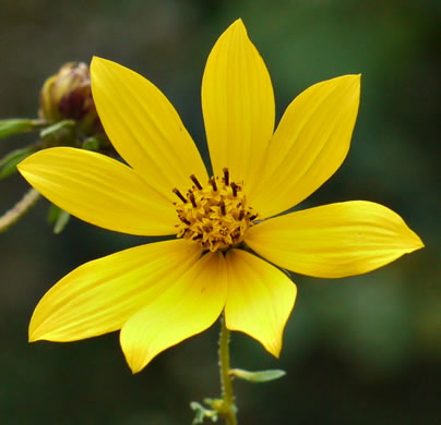 image of Bidens aristosa, Ditch Daisy, Bearded Beggarticks, Midwestern Tickseed-sunflower, Tickseed Sunflower