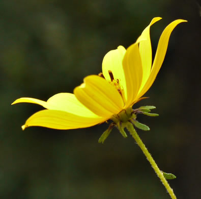 image of Bidens aristosa, Ditch Daisy, Bearded Beggarticks, Midwestern Tickseed-sunflower, Tickseed Sunflower