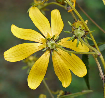 involucral bracts