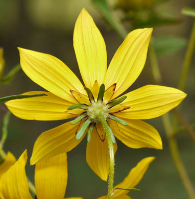 involucral bracts