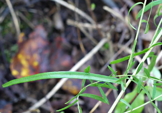 image of Symphyotrichum dumosum var. dumosum, Bushy Aster, Long-stalked Aster, Rice Button Aster