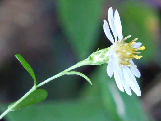 image of Symphyotrichum dumosum var. dumosum, Bushy Aster, Long-stalked Aster, Rice Button Aster