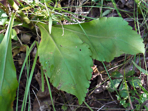 image of Solidago erecta, Slender Goldenrod, Erect Goldenrod