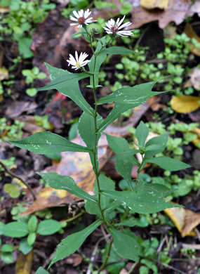 image of Symphyotrichum prenanthoides, Zigzag Aster, Crooked-stem Aster