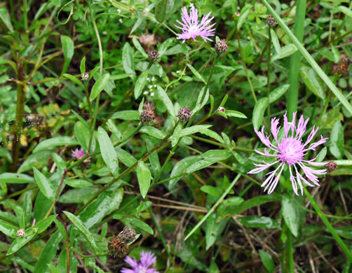 image of Centaurea nigrescens, Tyrol Knapweed, Short-fringed Knapweed