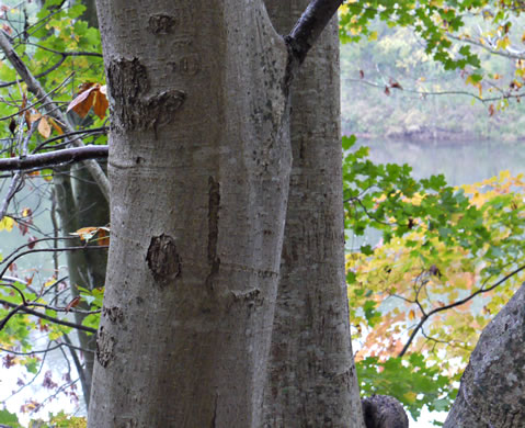 image of Aesculus flava, Yellow Buckeye