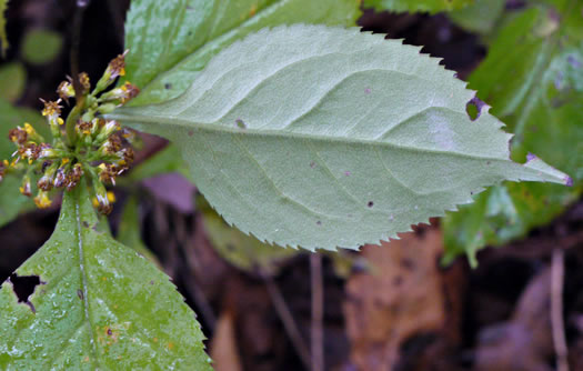 image of Solidago flexicaulis, Zigzag Goldenrod, Broadleaf Goldenrod