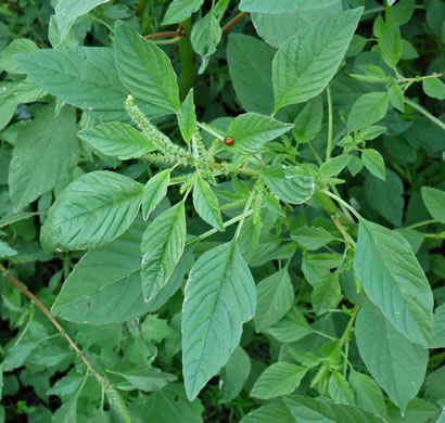 image of Amaranthus hybridus ssp. hybridus, Smooth Pigweed, Smooth Amaranth, Green Amaranth, Slim Amaranth