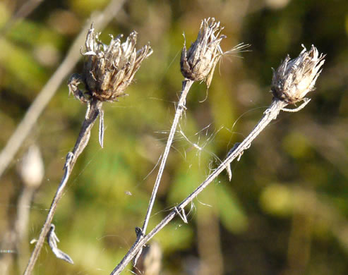 image of Centaurea stoebe ssp. micranthos, Spotted Knapweed, Bushy Knapweed