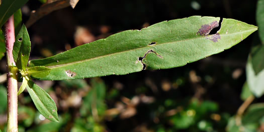 image of Symphyotrichum puniceum var. puniceum, Purplestem Aster, Swamp Aster