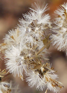 image of Solidago petiolaris var. petiolaris, Downy Ragged Goldenrod, Downy Goldenrod