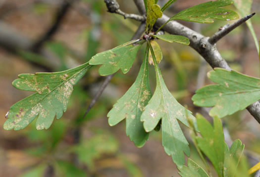 image of Crataegus spathulata, Littlehip Hawthorn, Spatulate Haw