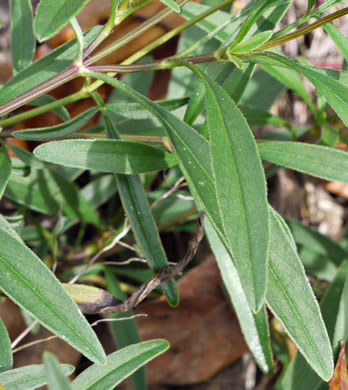 image of Coreopsis grandiflora var. grandiflora, Large-flowered Coreopsis, Largeflower Tickseed