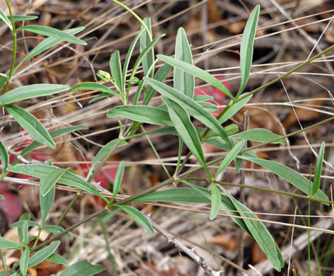 image of Coreopsis grandiflora var. grandiflora, Large-flowered Coreopsis, Largeflower Tickseed