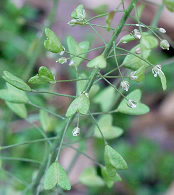 image of Capsella bursa-pastoris, Common Shepherd's Purse