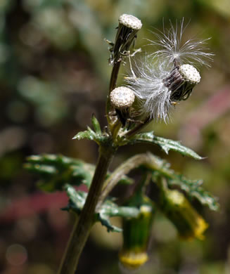 image of Senecio vulgaris, Groundsel