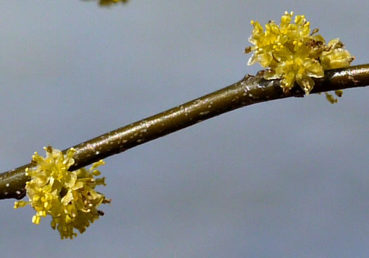 image of Lindera benzoin, Northern Spicebush, Wild Allspice