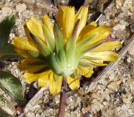 image of Krigia virginica, Virginia Dwarf-dandelion