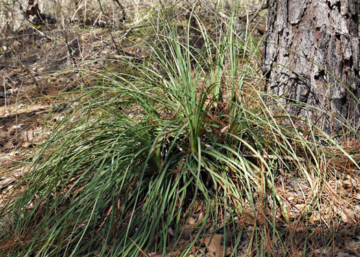 image of Nolina georgiana, Georgia Beargrass, Sandhill Lily