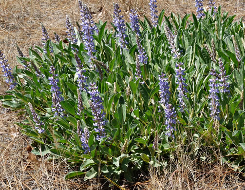 image of Lupinus diffusus, Blue Sandhill Lupine, Sky-blue Lupine