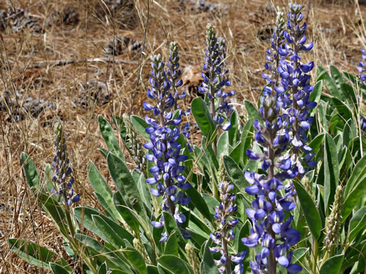 image of Lupinus diffusus, Blue Sandhill Lupine, Sky-blue Lupine