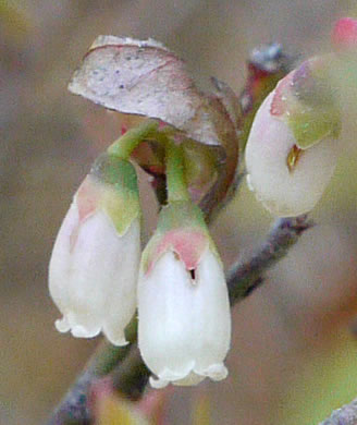 image of Vaccinium elliottii, Mayberry, Elliott's Blueberry