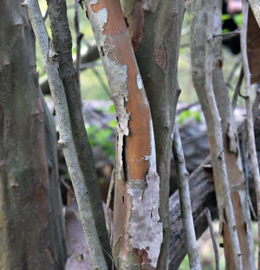 image of Crataegus spathulata, Littlehip Hawthorn, Spatulate Haw