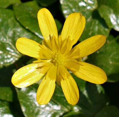 image of Ficaria verna ssp. verna, Fig Buttercup, Lesser Celandine, Pilewort