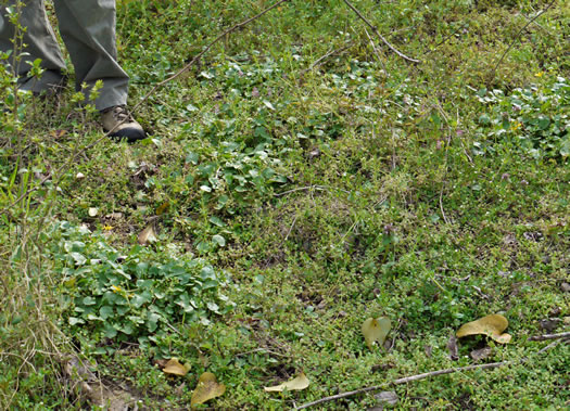 image of Ficaria verna ssp. verna, Fig Buttercup, Lesser Celandine, Pilewort