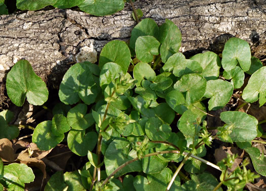 image of Ficaria verna ssp. verna, Fig Buttercup, Lesser Celandine, Pilewort