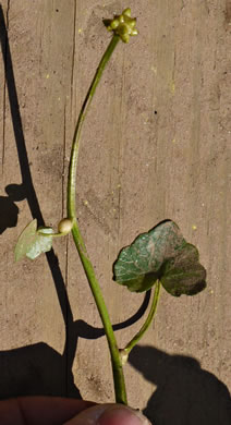 image of Ficaria verna ssp. verna, Fig Buttercup, Lesser Celandine, Pilewort