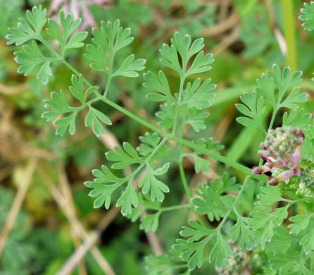 image of Fumaria officinalis, Fumitory, Earthsmoke