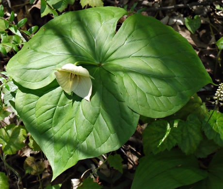 Trillium vaseyi, Vasey's Trillium, Sweet Trillium, Sweet Beth