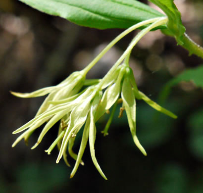 image of Prosartes lanuginosa, Yellow Mandarin, Yellow Fairybells