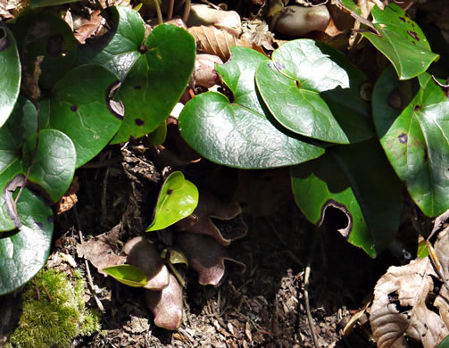 image of Hexastylis shuttleworthii, Large-flower Heartleaf, Wild Ginger