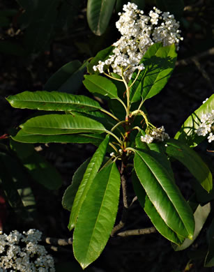 image of Photinia serratifolia, Taiwanese Redtip