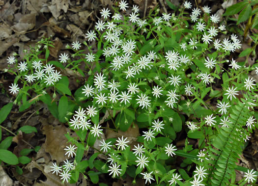 image of Stellaria pubera, Star Chickweed, Giant Chickweed, Great Chickweed, Common Starwort