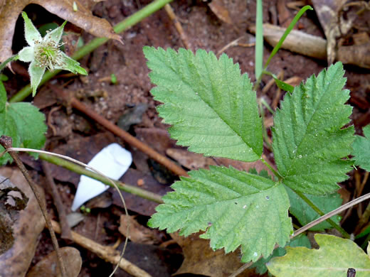 image of Fragaria virginiana, Wild Strawberry