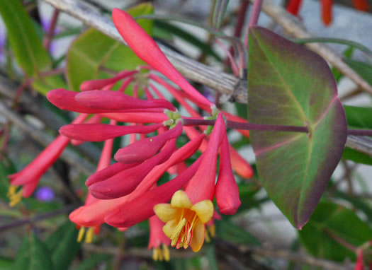 Coral Honeysuckle