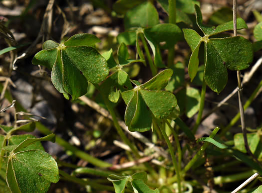 image of Oxalis articulata, Windowbox Wood-sorrel