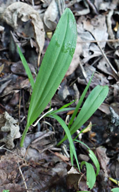 image of Platanthera clavellata, Small Green Wood Orchid, Club-spur Orchid, Woodland Orchid, Streamhead Orchid